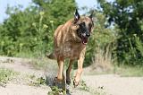 MALINOIS 435